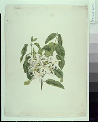 Taberne Montana (Feuilles et Fleurs)